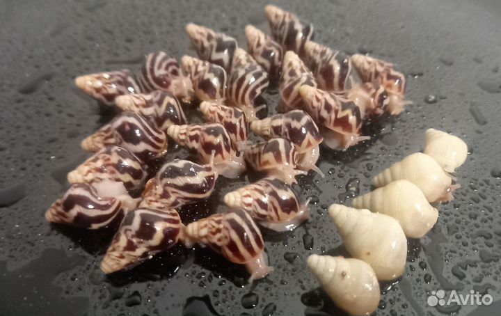 Чистокровные Улитки Лимиколярия Фламмеи/униколор