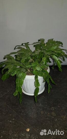 Декабрист шлюмбергера