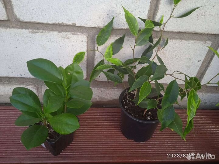 Комнатные цветы