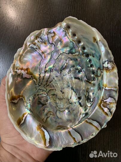 Морские ракушки раковины