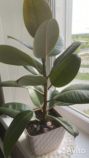 Комнатные растения цветы большие