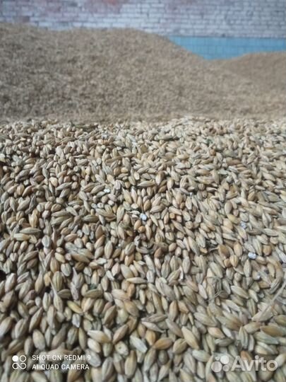 Зерно пшеница ячмень