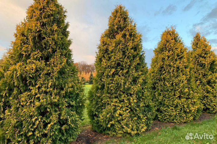 Саженцы Туя западная в ассортименте