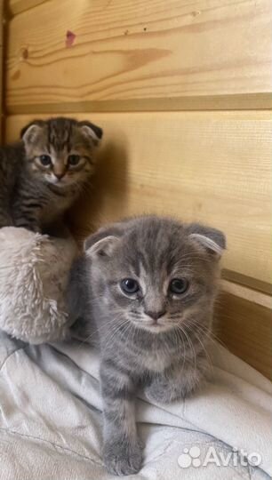 Шотландская вислоухая кошка