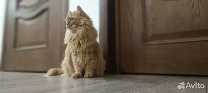Кошка красотка
