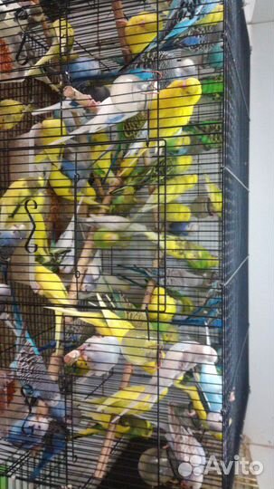 Попугаи:Волнистые, чехи, кореллы,неразлучники