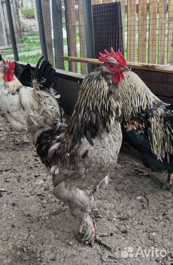 Молодые петухи