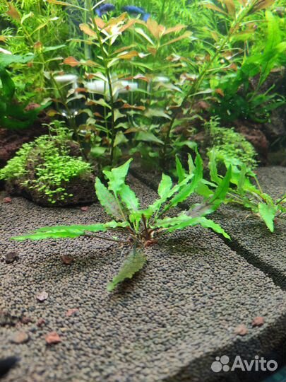 Растения для аквариума