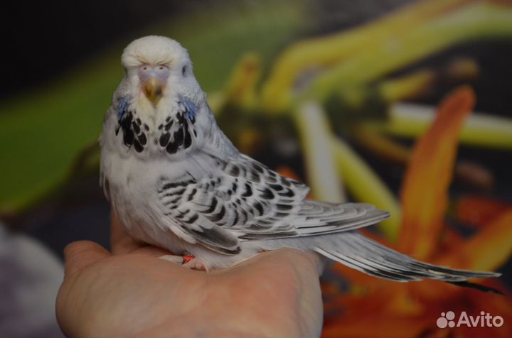 Птенцы ввп, чехи