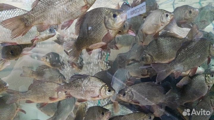Рыба для пруда с доставкой по Москве и мо
