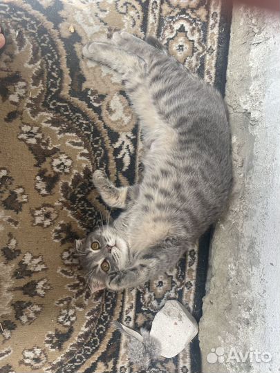 Вислоухая кошечка в добрые руки