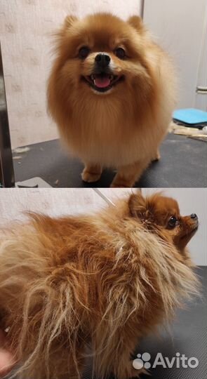 Уход за животными