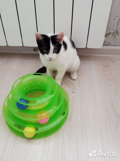 Котенок девочка 4 месяца
