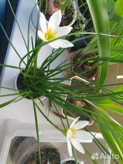 Зефирантес белый