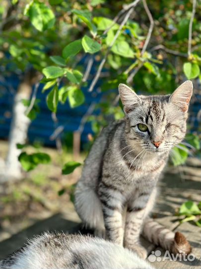 Отдам в добрые руки