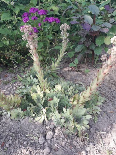 Молодило каменная роза