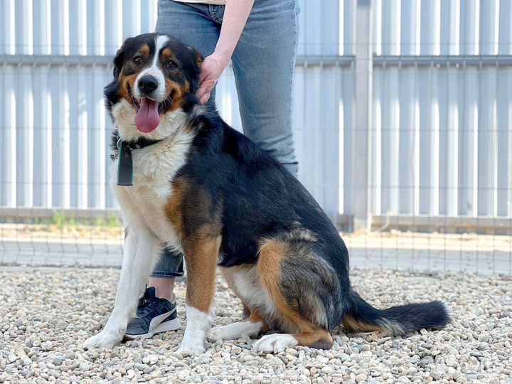 Бернский зенненхунд, метис