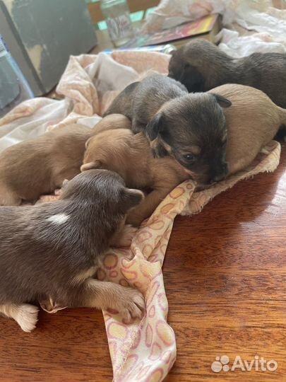 Собака в добрые руки щенок