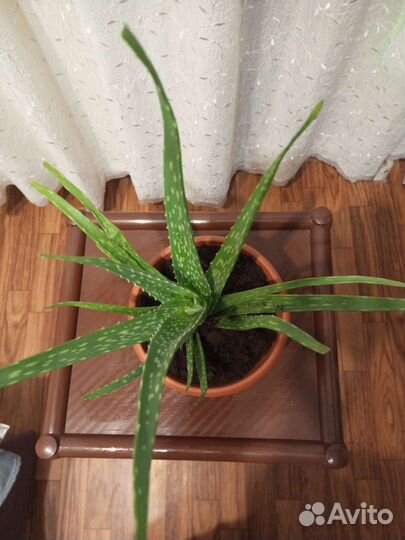 Алоэ Вера декаротивное растение