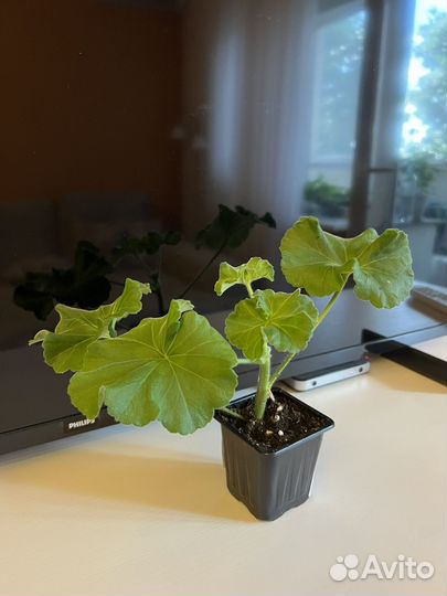 Пеларгония Kvarnlyckans Anna-Jeanette