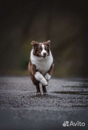 Модели овчарки для фотосессии или рекламы