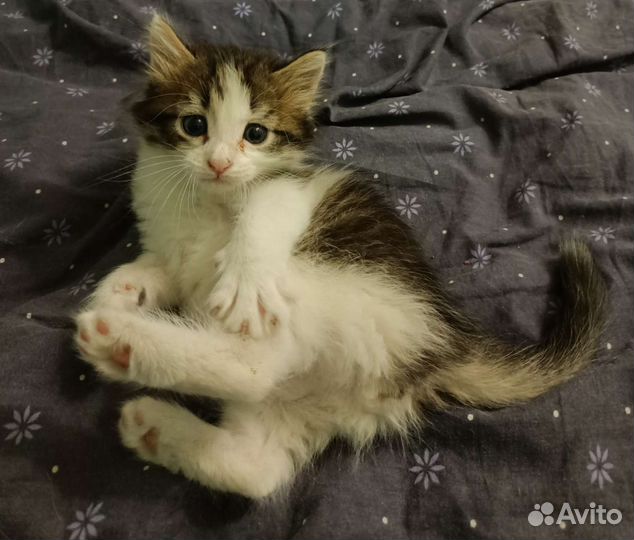Котенок девочка, 1,5 месяца, в добрые руки