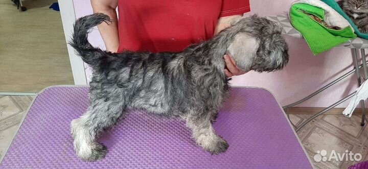 Щенки цвергшнауцера