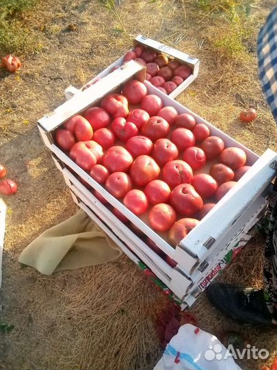 Овощи помидоры и баклажаны