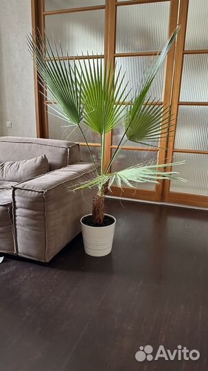 Пальма Вашингтония нитеносная