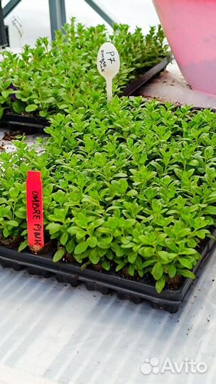 Черенки вегетативной петунии