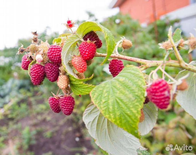 Саженцы черной смородины и малины