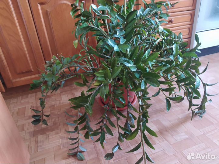 Замиокулькас