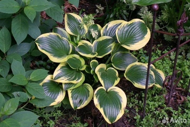 Хоста элитные