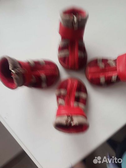 Обувь для собак