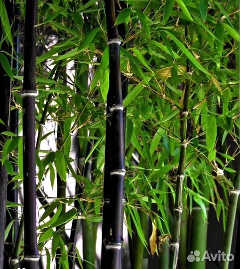 Бамбук черный 2 вида высокий и карликовый