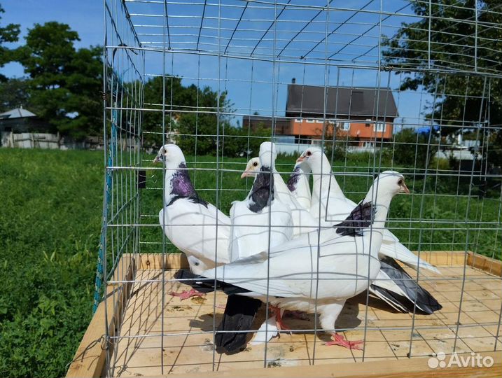 Голуби шейки (перки)