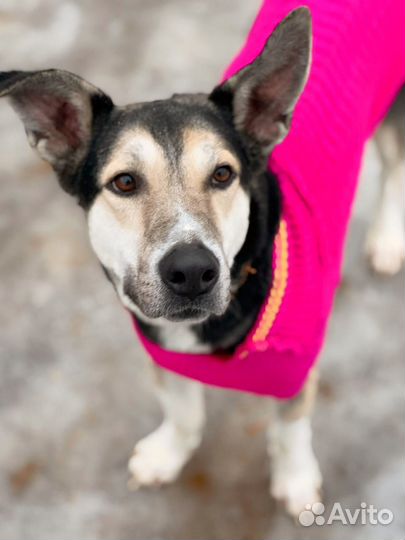 Классный пес Гуффи живет в приюте