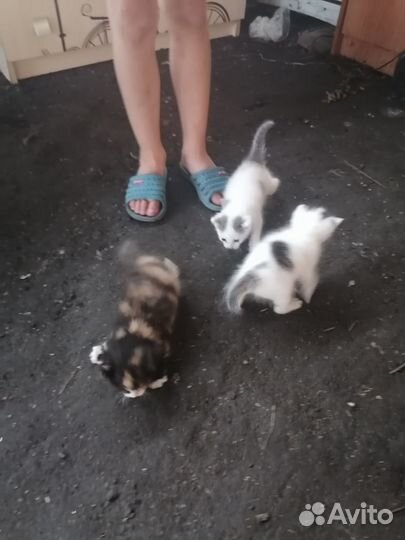 Котейки