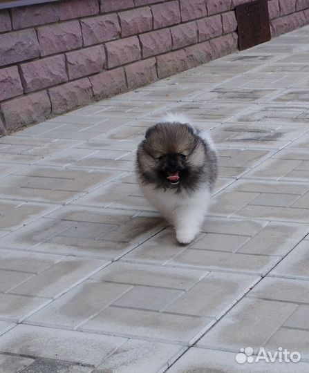 Малый немецкий шпиц