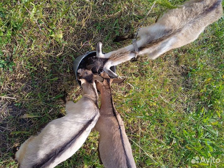 Козы гуси утки