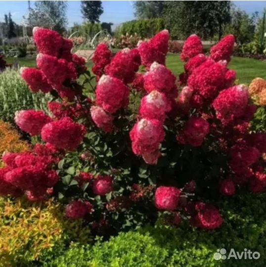 Гортензия Самарская Лидия