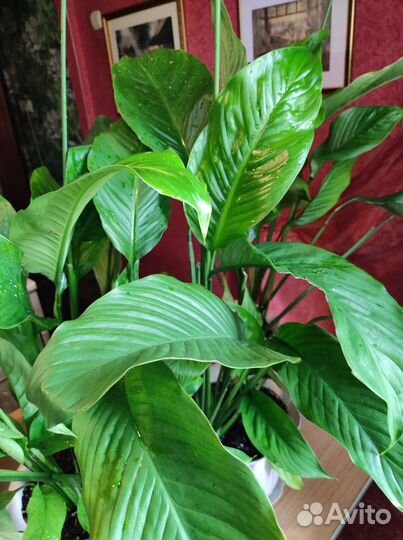 Спатифиллум