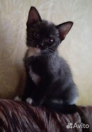 Мышеловка-Крысыловка - Котята/девочки