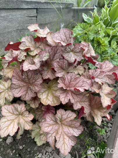 Гейхеры, пузыреплодники, спирея