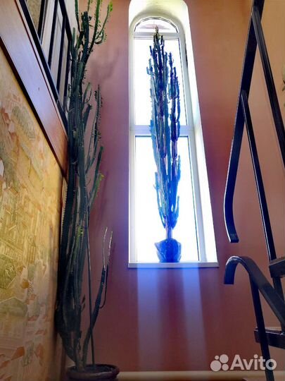 Кактус Молочай трехгранный