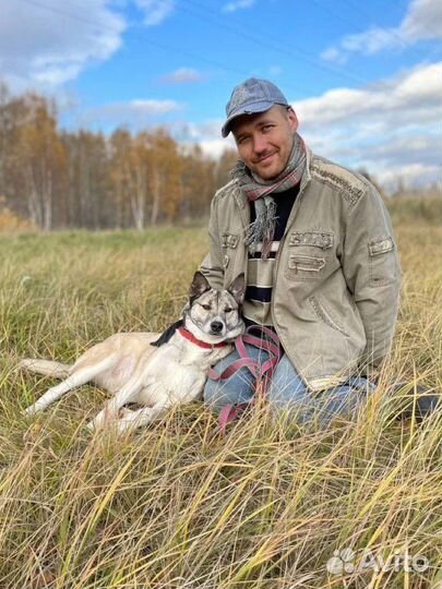 Западно сибирская лайка метис в дар