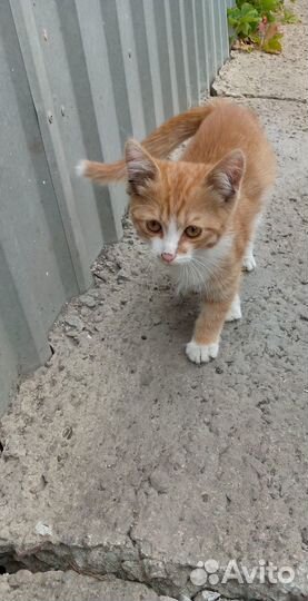 Котенок ищет дом