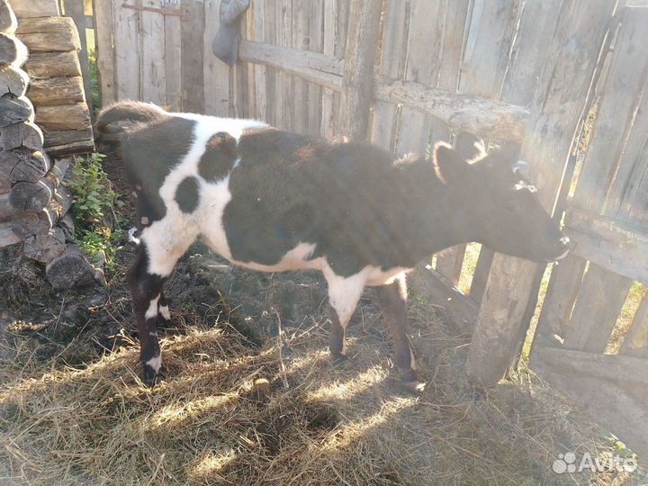 Корова, телочка