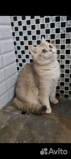 Голубая девочка