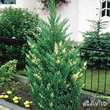 Можжевельник